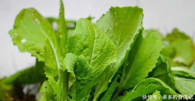 好吃|女儿想吃包子，抽空蒸一锅，皮薄馅香真好吃，当早餐好美！