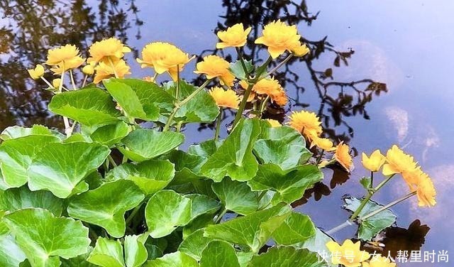 长在溪边无人识,叶子却极珍贵,俗称“驴蹄菜”,别忽视