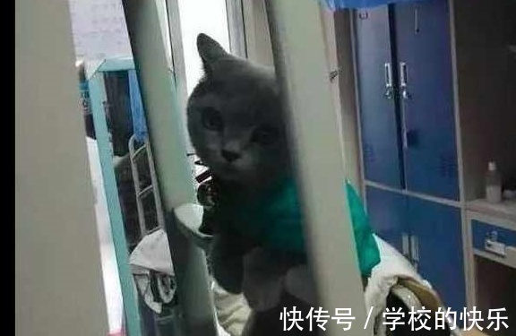 |大肥猫为了不剪指甲太搞笑，努力把自己缩成一只兔子，求主人放过