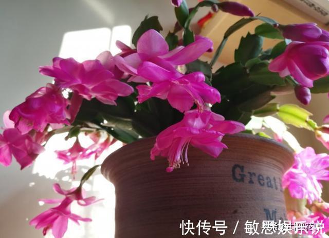 根源|蟹爪兰叶子软塌，难复花，“根源”在这里，解决后重新饱满猛开花