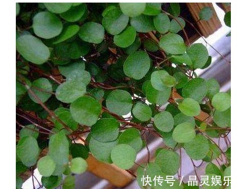 牡丹吊兰|它们都叫吊兰,但是比吊兰好看一百倍,是垂吊观花赏叶的佳品