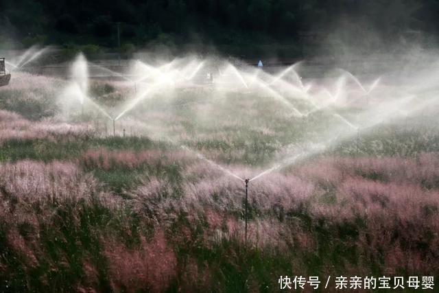 如梦似幻！这片3万平方米的粉黛乱子草花海开了