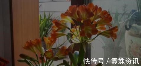 养护|李大爷只用它养君子兰,不花一分钱,1年开花2次全都爆盆