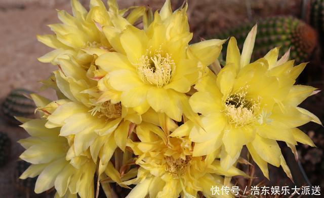 球属|养仙人球,“高手”这样养,做到几点,什么品种也开花