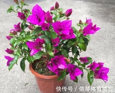 一茬花|三角梅花谢了，趁着还没入冬，“2件事”尽早做，来年轻松开爆盆