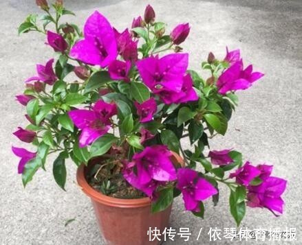 一茬花|三角梅花谢了,趁着还没入冬,“2件事”尽早做,来年轻松开爆盆
