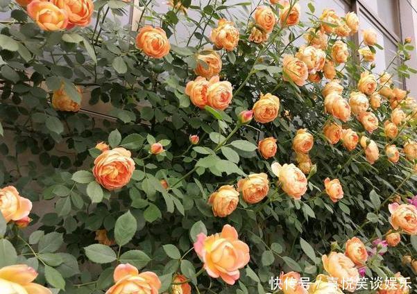 养花缺少磷钾肥学会自制技巧，往花盆里放一点养啥植物都旺