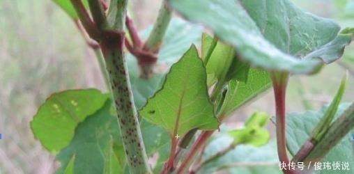 种野味|不识货的人当杂草除掉 如今将要没了