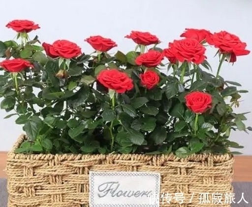 盆栽小玫瑰到手一天就蔫了,怎么破,做好4点安心看花