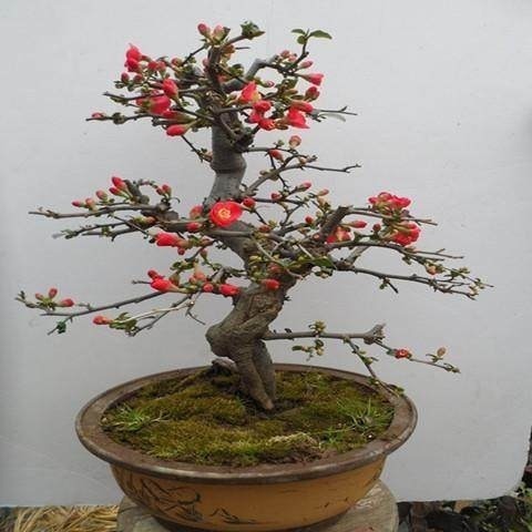 这6中“招财镇宅”的花卉!有钱人家里都养“它们”!好看又精致