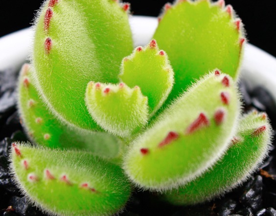 多肉新手入坑，这几款多肉易爆盆还好养，呆萌可爱还耐养