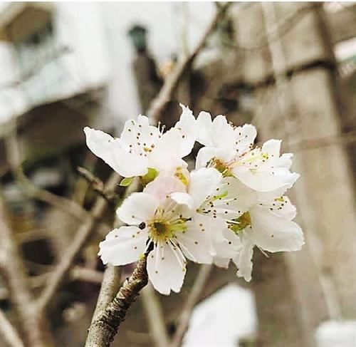 太子|太子湾几朵樱花反季节争艳