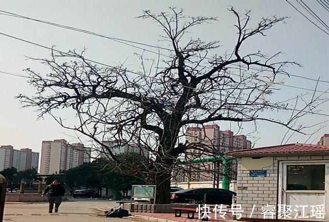 铁路|济南西部一棵大槐树，曾是津浦铁路“标杆”，催生槐荫区的命名