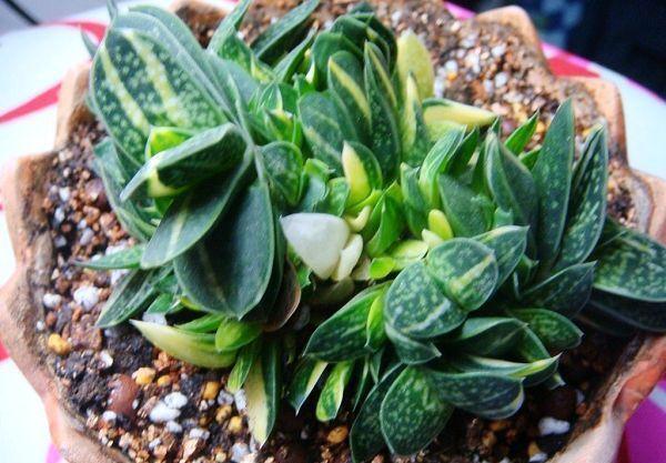 4种“招财肉”，个个有招财进宝的美好寓意，易养还好看