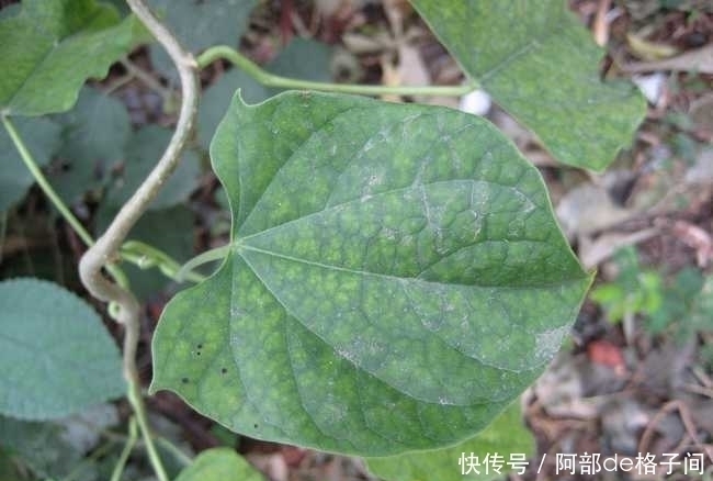 风湿关节|这野草,人称“砍不死”,却是治风湿关节的好药材,家中可常备