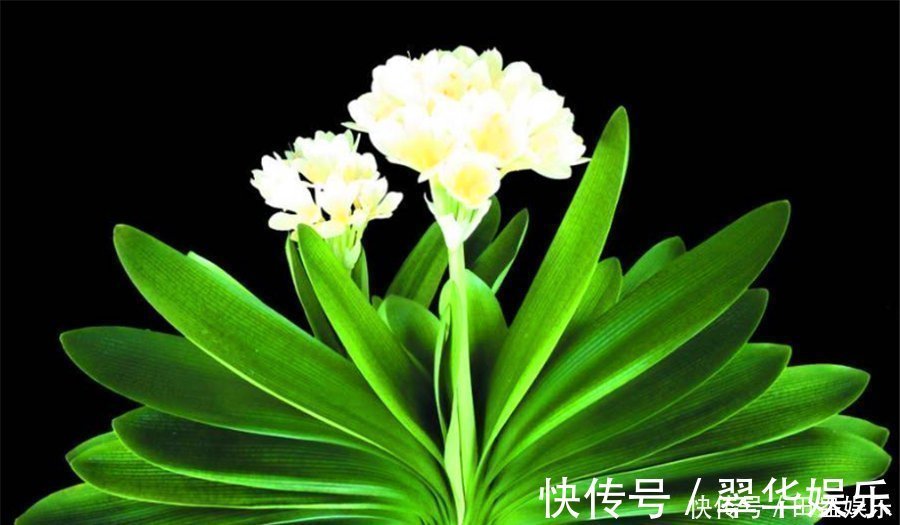 光亮|君子兰有“4怕”,难怪叶子长歪还夹箭,学会了叶片光亮顺利开花