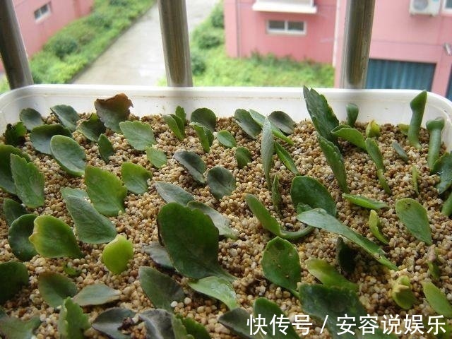 扦插|长寿花别再花钱买了，一个叶片就能养出一大盆，方法超简单！