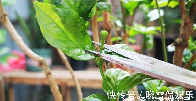 养殖茉莉花时，这4种枝条要及时进行修剪，否则难以开花