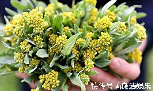 野菜|农村田地里野菜,个个都是良药,农村人视而不见,城里人抢着吃