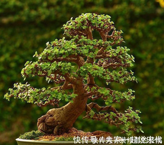 植株|马齿笕树养5年，变成老桩盆景很值钱，做5步就实现