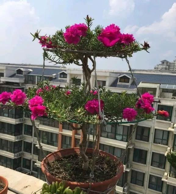 原来太阳花也能养成老桩,一棵就美上天,开花好几层!