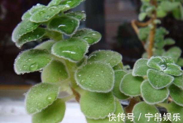 大肥|养了“碰碰香”,注意这“2处”,叶片亮、根系旺,一整年香喷喷