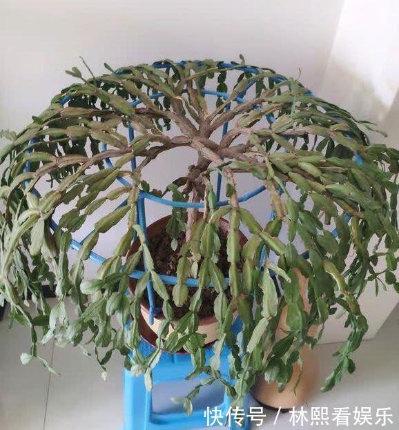 施肥|秋季蟹爪兰根茎腐烂开花少教你“2法”,蟹爪兰一年最少开花3次