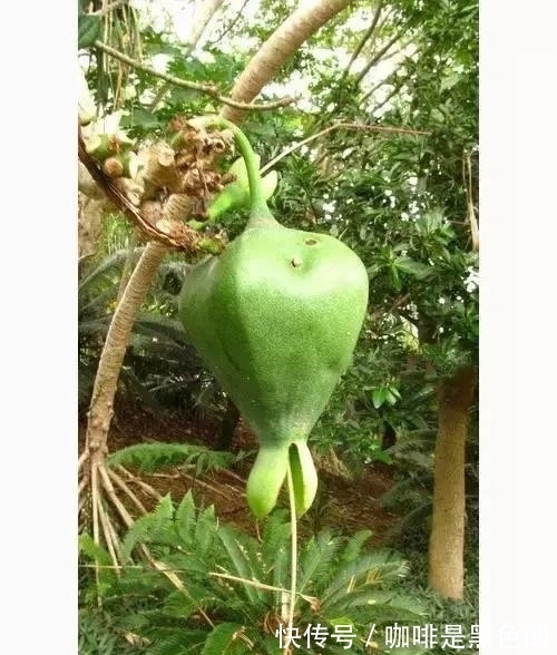 奇花|奇花、奇花、奇花、罕见奇花,赶快打开欣赏吧