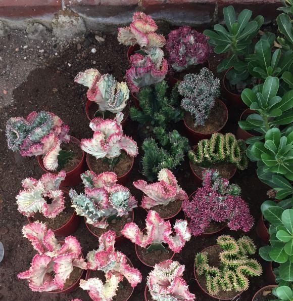 这花叫麒麟掌 跟珊瑚很相似 白色汁水带有微毒 养护要注意 快资讯