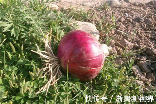 洋葱如何保鲜出现畸形该怎么办农户给出了几个解决方法