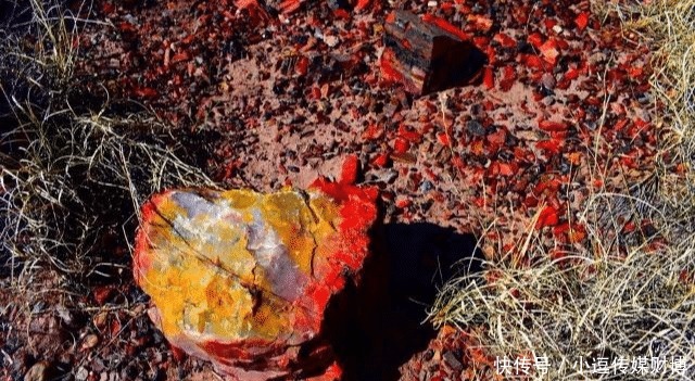 宝石|美国西部有一个“玛瑙森林”,遍地天然宝石,无人看管没人偷捡!