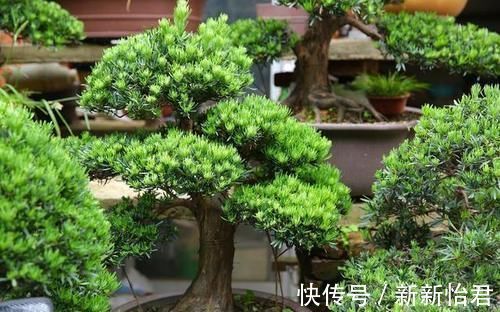 藏家|受人追捧的罗汉松，一树难求，价格昂贵是一方面，主要是珍贵稀少