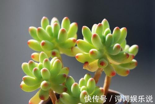 4种漂亮多肉,就适合贱养,不然容易徒长,影响美观