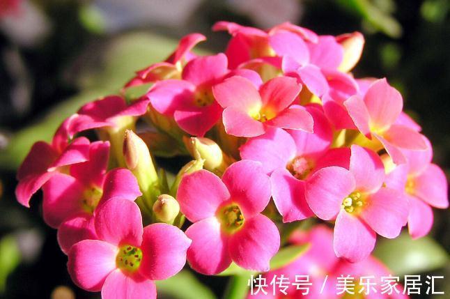 长寿花有“4喜”,顺着喜好养,花开一大盆,真漂亮