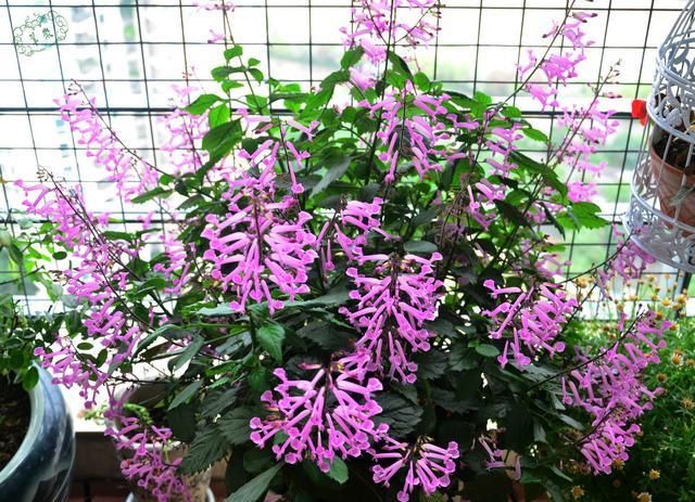 最好养的木本花卉，扦插就能活，全年开花，花色美丽，是盆栽佳品