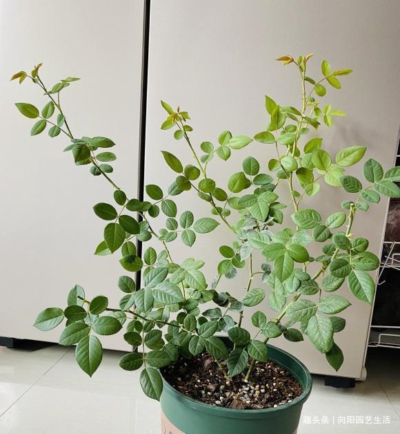 给月季花施肥,盆栽的用鸡粪,地栽的用鱼肠,长得快,促开花