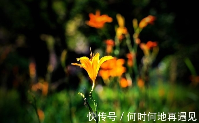 在中国古老广袤的大地上绽放了几千年的中国母亲花——萱草花