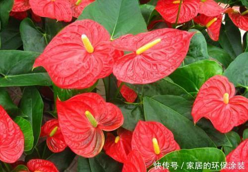 开花|养花修剪小技巧,长寿花蟹爪兰,只需剪一剪,年年开花不断