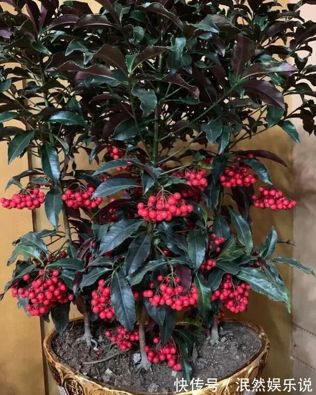 喜欢玫瑰,就养盆“高档玫瑰”黄从容玫瑰,高贵典雅,花姿俊美!