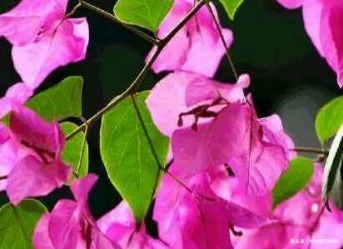 家养三角梅总是难开花养花30年的大爷手把手教你花开爆满盆