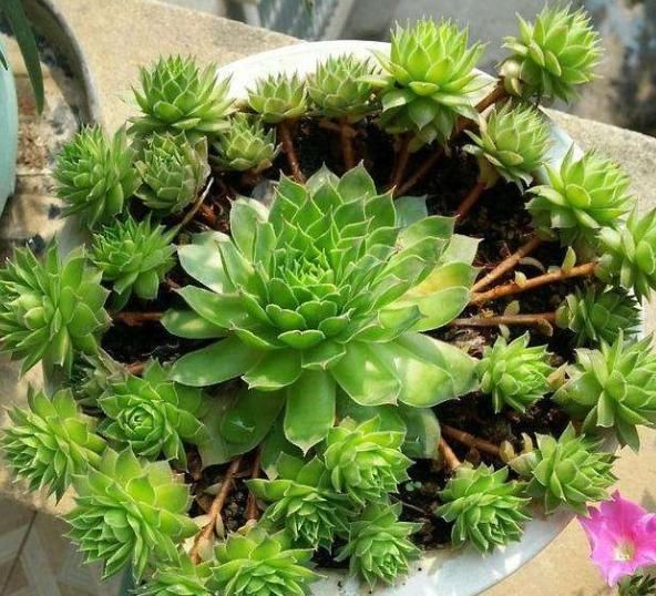 想养多肉但怕养不好？那就选择“它们”，不仅可爱极了，还超好养