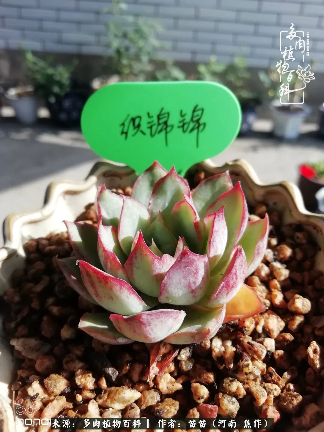 迷上多肉后,有一种喜欢叫一日看三回!