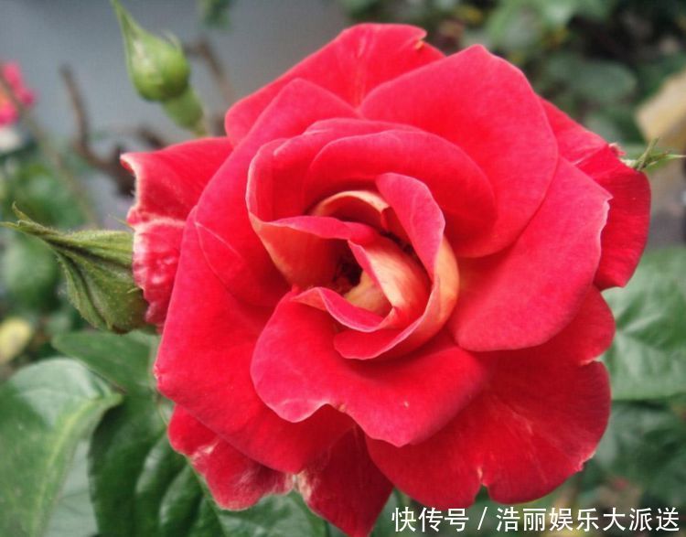 喜欢菊花,不如养盆“高档玫瑰”爱心,高贵冷艳,飘香四溢