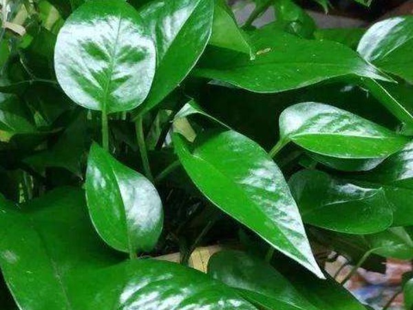 莳萝|“一颗绿萝七个鬼”,家中不能放绿萝都是过来人的经验之谈!