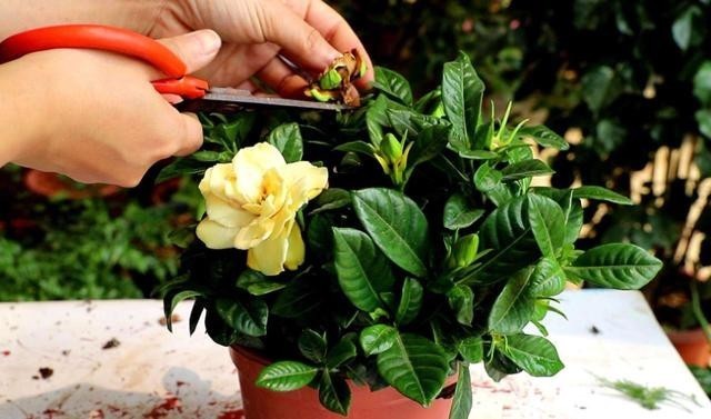 12月花市买到栀子花,掌握浇水技巧,才能叶绿根壮,满头花苞全开