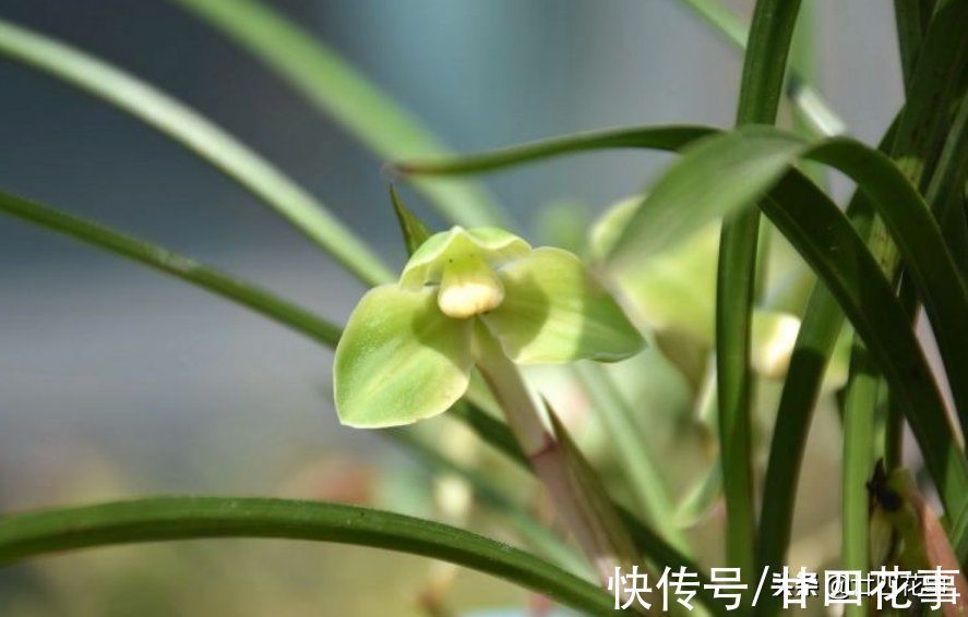 浇水|小雪过后养兰花,3件事需避免,不注意危害大难开花,一冬白养了