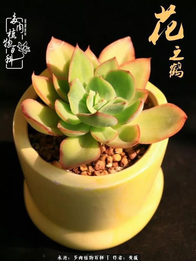 养了三年多肉,终于明白佛系养肉才是王道!