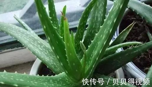 想要芦荟长爆盆，栽培管理要此样做，掌握这些秘诀，轻松养爆盆
