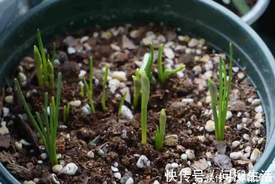 水仙|上万块的蟹爪兰,开花像烟花,养过的人不多