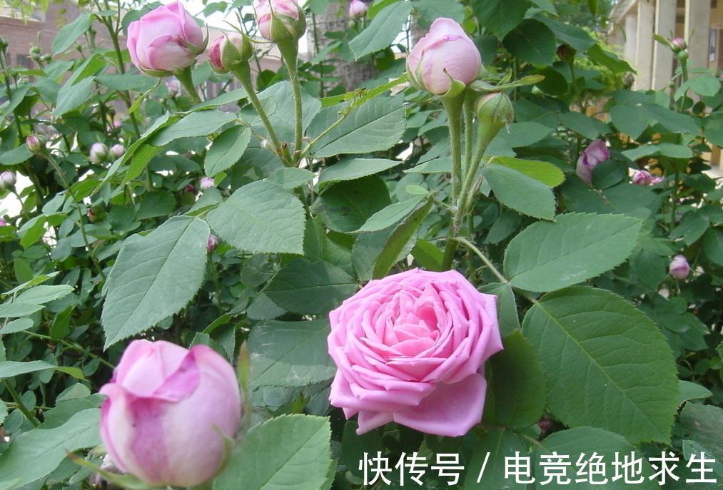 养花试试这几款,花型优美,摆放在客厅里,非常舒畅